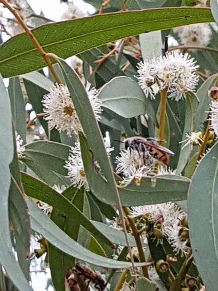 Large Australian Native Bee