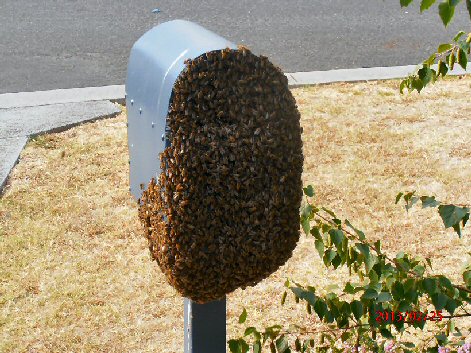 Swarm on letter box